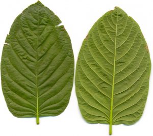 Kratom Leaves